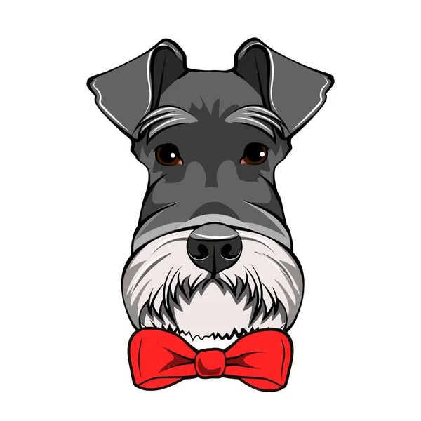 Retrato de cão Schnauzer. Arco vermelho decorativo. Cães cúmplices. Vetor . — Vetor de Stock