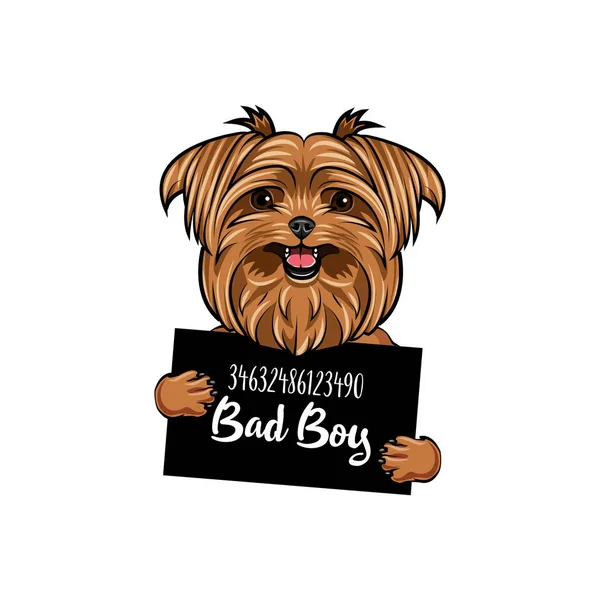 Yorkshire terrier Chico malo. Prisión para perros. Yorkshire terrier criminal. Arresten la foto. Vector . Vectores De Stock Sin Royalties Gratis