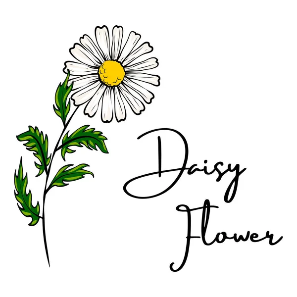 Daisy blomman ritning. — Stock vektor