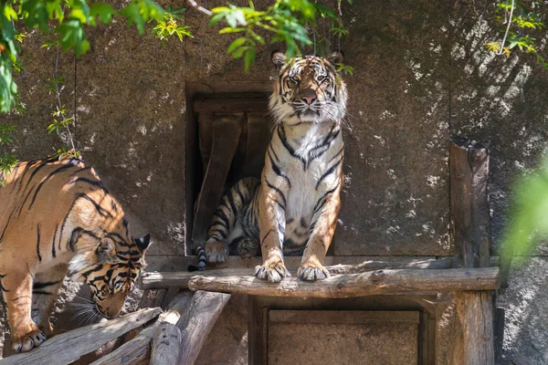 Panthera Tigris Sumatrae Tigre Sumatra Hábitat Parque Tigre Está Descansando — Foto de Stock