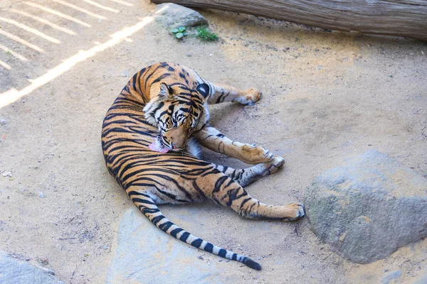 Panthera Tigris Sumatrae Tigre Sumatra Hábitat Parque Tigre Está Descansando — Foto de Stock