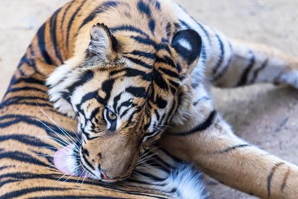 Panthera Tigris Sumatrae Tigre Sumatra Hábitat Parque Tigre Está Descansando — Foto de Stock