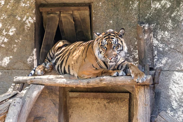 Panthera Tigris Sumatrae Tigre Sumatra Hábitat Parque Tigre Está Descansando — Foto de Stock