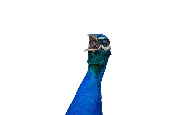 Portrait Peacock Open Beak Isolated White Background — Stock Photo, Image