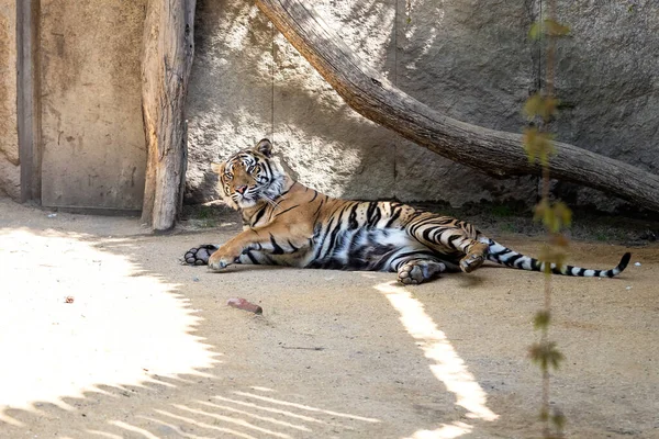 Panthera Tigris Sumatrae Tigre Sumatra Hábitat Parque Tigre Está Descansando — Foto de Stock