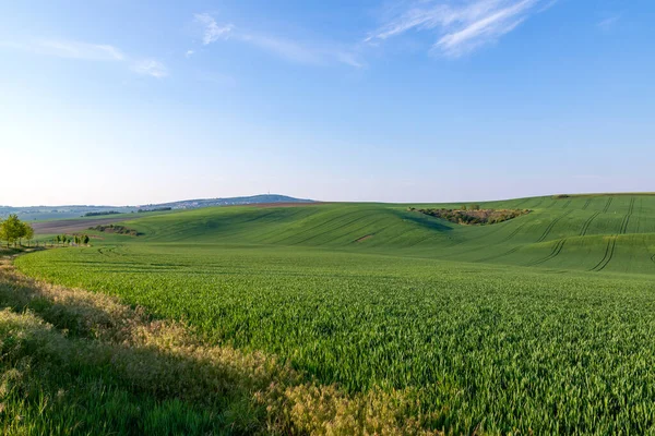 Beautiful Green Field Ripples Sun Shines Them Landscape Waves Called — Stock Photo, Image