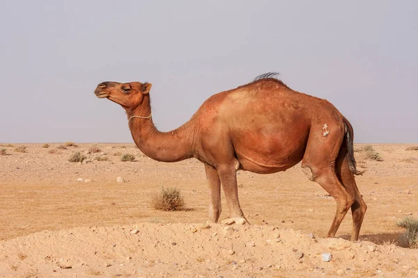 Wielbłądy Spoczywające Pustyni Piasku Tunezji — Zdjęcie stockowe