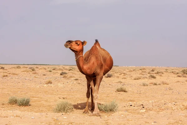 Camels Resting Desert Sand Tunisia — Stock Photo, Image