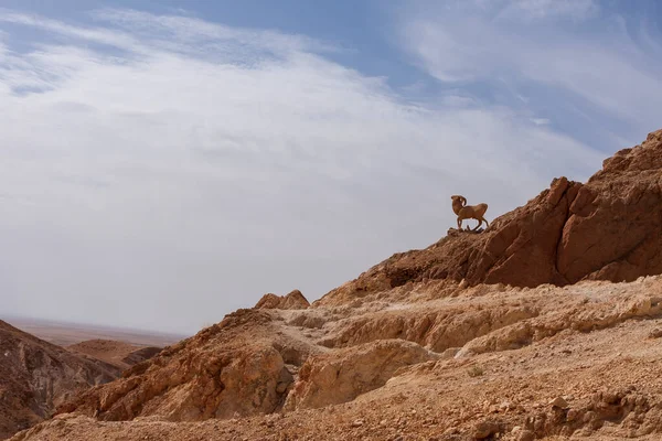 Veduta Delle Montagne Dell Atlante Tunisia Sullo Sfondo Del Cielo — Foto Stock