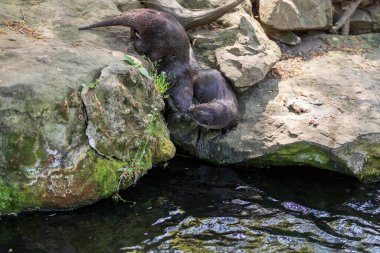 Küçük su samuru Amblonyx Cinerea doğal ortamında. Su samuru suda yıkanır..
