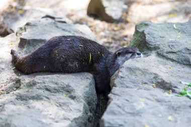 Küçük su samuru Amblonyx Cinerea doğal ortamında. Su samuru suda yıkanır..