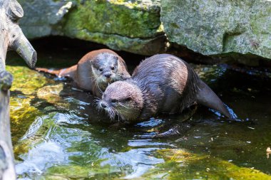 Küçük su samuru Amblonyx Cinerea doğal ortamında. Su samuru suda yıkanır..