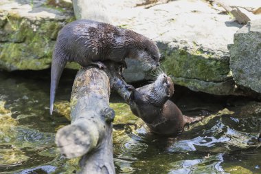 Küçük su samuru Amblonyx Cinerea doğal ortamında. Su samuru suda yıkanır..