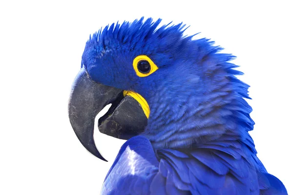 Hyacinth Macaw - Anodorhynchus sümbül - büyük kavisli gagalı güzel büyük mavi papağan.