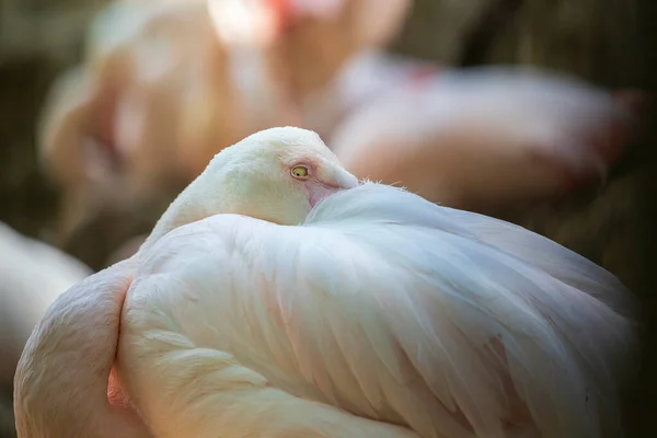 Phoenicopteridae Flamingo Portré Ahol Szem Hosszú Nyak Látható Fénykép Egy — Stock Fotó