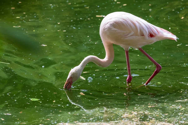 Pink Flamingo Phoenicopteriformes Encuentra Agua Del Estanque Tiene Cabeza Agua — Foto de Stock