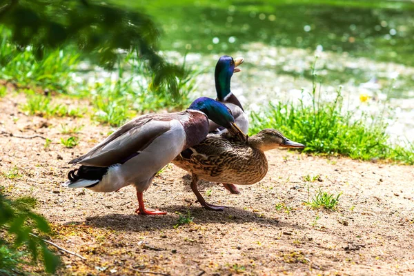 The duck chases the duck, curses it and wants to mate. The ducks are by the pond. They have an open beak.