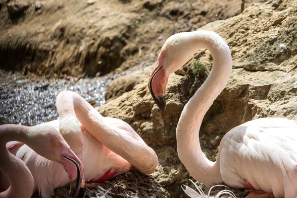 Rózsaszín Flamingók Csoportja Phoenicopteriformes Tojásokon Fészkek — Stock Fotó