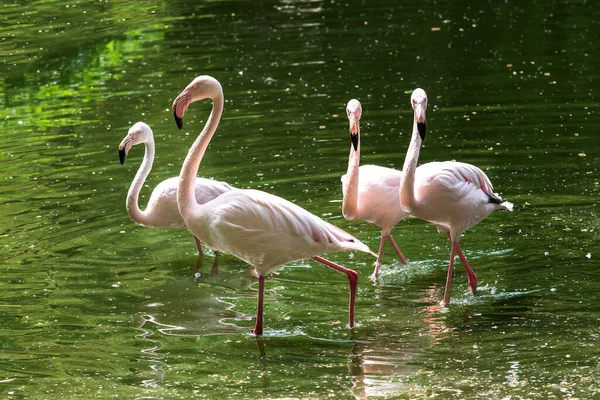 Cuatro Flamencos Rosados Fenicopteriformes Están Agua Del Estanque Meten Agua — Foto de Stock