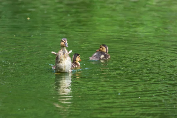 Pequeño Pato Nada Agua Agita Sus Alas — Foto de Stock