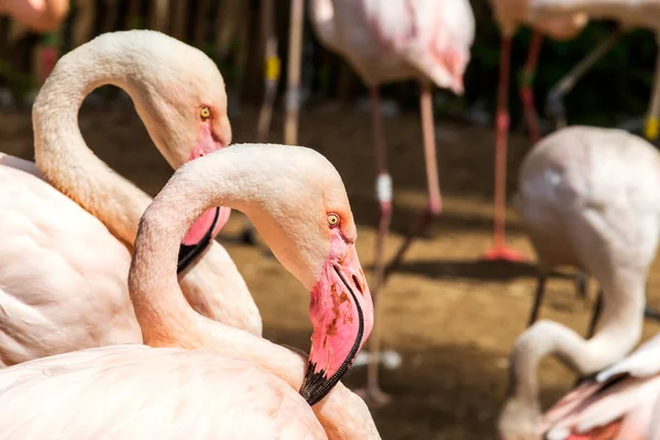 Rózsaszín Flamingók Csoportja Phoenicopteriformes Tojásokon Fészkek — Stock Fotó