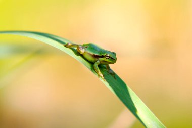 Hyla arborea - Sapında yeşil ağaç kurbağası. Arka plan yeşil. Fotoğrafta güzel bir bokeh var..