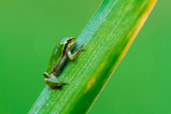 Hyla Arborea Groene Boomkikker Een Stengel Achtergrond Groen Foto Heeft — Stockfoto