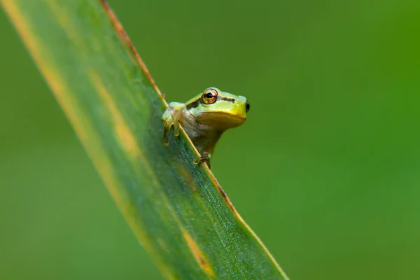 绿树蛙在茎上 背景是绿色的 这张照片有一张漂亮的假照片 — 免费的图库照片