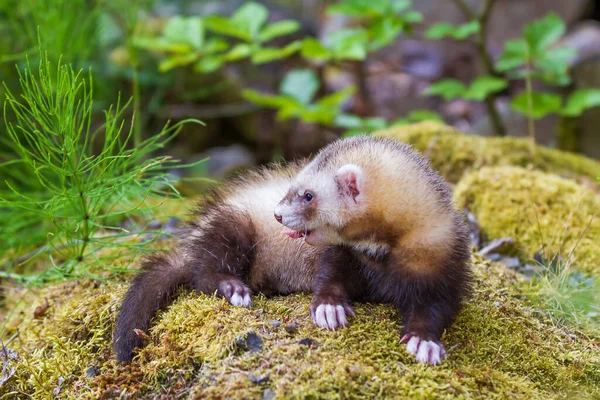 Mustela Putorius Furo Furão Floresta Tem Uma Boca Aberta Uma — Fotografia de Stock