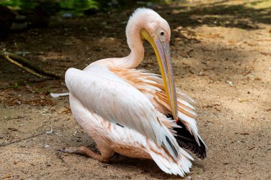 Pelikan - Pelecanus - büyük beyaz bir kuş tüylerini ürpertir. Pelikan suyun yanında duruyor. Arka planda bir orman var. Güzel bir fotograf.