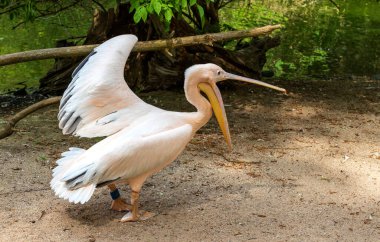 Pelikan - Pelecanus - Büyük beyaz bir kuşun açık büyük bir gagası vardır. Pelikan suyun yanında duruyor. Arka planda bir orman var. Güzel bir fotograf.