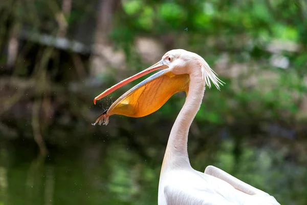 Pelican Pelecanus Large White Bird Has Fish Caught Its Beak — Stock Photo, Image