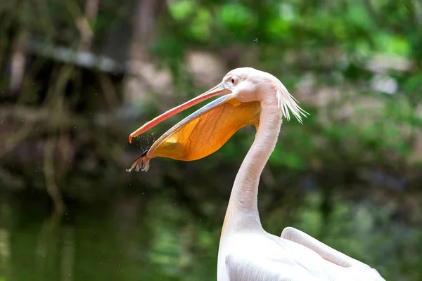 Pelikan - Pelecanus - büyük beyaz bir kuşun gagasında bir balık yakalanır. Pelikan suyun yanında duruyor ve gagasının etrafına su damlaları fışkırıyor. Arka planda bir orman var. Güzel bir fotograf.