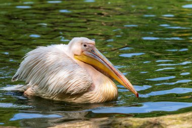 Pelecanus onocrotalus - Beyaz büyük beyaz pelikan kuşu suda yüzer.