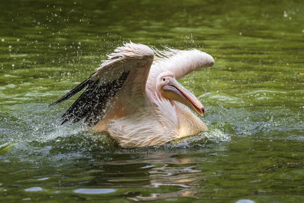 Pelecanus Onocrotalus White Pelican Swims Water Has Outstretched Wings Sprays — Stock Photo, Image