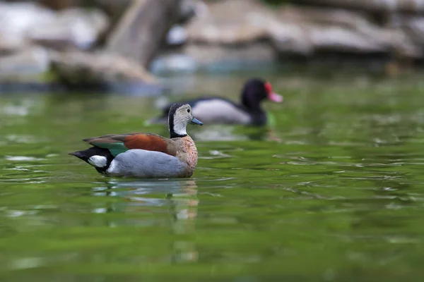Eine Bunte Ente Schwimmt Auf Einer Ruhigen Oberfläche — Stockfoto