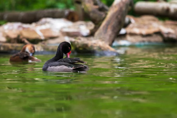 Die Ente Schwimmt Wasser Hat Einen Roten Schnabel Und Ein — Stockfoto