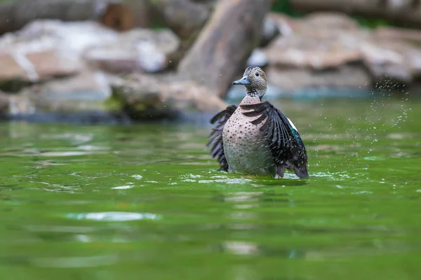 Patito Gris Está Agua Ella Agita Sus Alas Gotas Agua —  Fotos de Stock