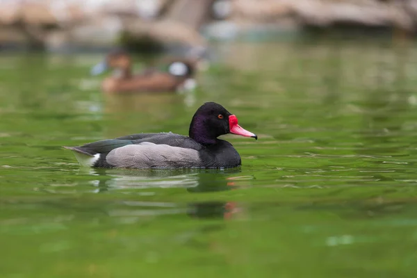 The duck swims in the water. He has a red beak and a red eye.