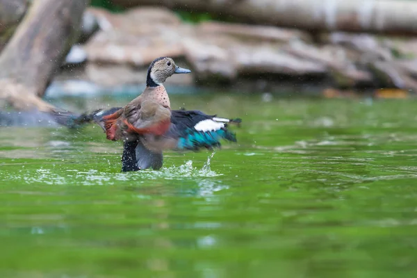Die Kleine Graue Ente Liegt Wasser Sie Flattert Mit Flügeln — Stockfoto