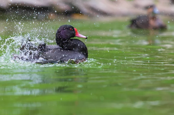 A black duck has a red beak and a red eye. The duck swims on the water and drops of water spray around her.