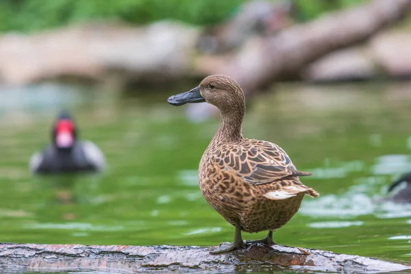 Die Ente Steht Auf Einem Holzstamm Der Knapp Über Dem — Stockfoto