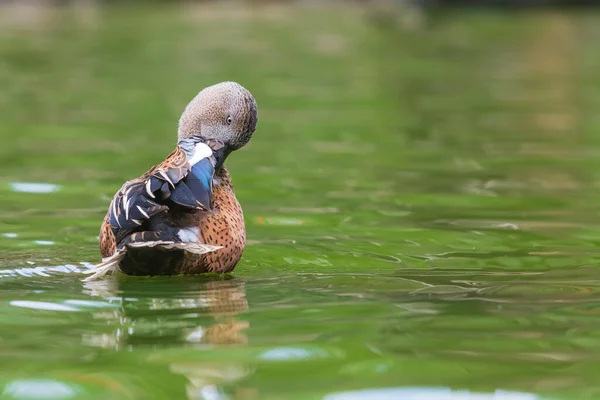 Pato Nada Sobre Agua Limpia Sus Plumas Con Pico —  Fotos de Stock