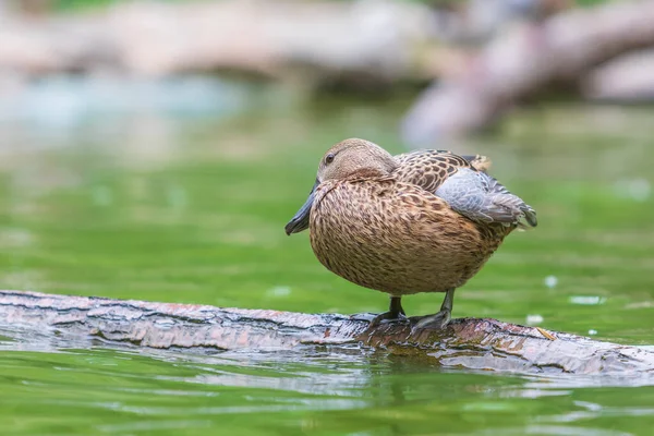 The duck stands on a wooden log that leads just above the water