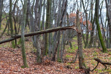 Düşen yapraklar ve kırık ağaçlar