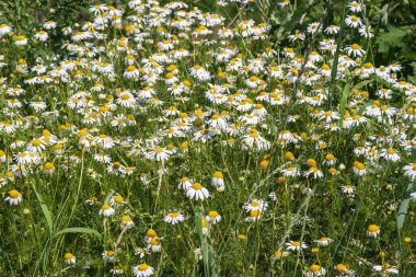 Daisy - Sarı merkezli beyaz çayır çiçeği.
