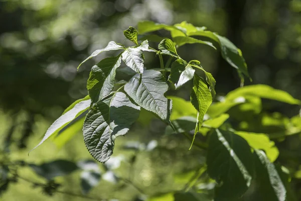 Green Leaves Frangipani Background Circular Bokeh Created Lens — Stock Photo, Image