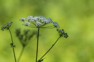 Üzerinde böcek olan beyaz bir çiçek. Arka planda ormanın yeşil rengi var..
