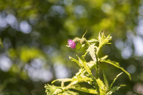 Blue Thistle Flower Green Background Photo Has Nice Bokeh — Stock Photo, Image