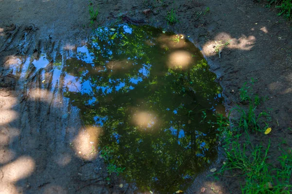 A pool on a dirt road in which the branches of trees and the blue sky are reflected.